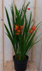 Warentuin Natuurlijk - Crocosmia