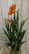 Warentuin Natuurlijk - Crocosmia