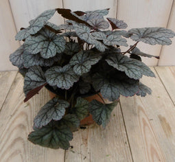Warentuin Natuurlijk - 2 stuks! Heuchera Purperklokje grijs/rood tot licht rood