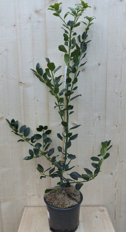Warentuin Natuurlijk - Hulst groen 80 cm