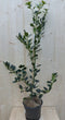 Warentuin Natuurlijk - Hulst groen 80 cm