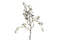 Van Manen - Kunsttak wild leaf spray red/green 77 cm