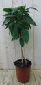 Warentuin Natuurlijk - Spinnenbloem Tibouchina Urvilleana 90 cm