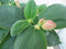 Warentuin Natuurlijk - Spinnenbloem Tibouchina Urvilleana 90 cm