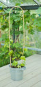 Nature - Bamboestok gebogenl H120cm dia. 12-14mm set a 3 stuks