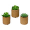 Decoratieve plant EDM 898158 10 cm Vetplant