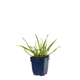 Griffioen - Allium senescens
