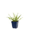 Griffioen - Allium senescens