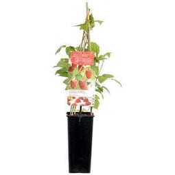 Fruithof - Rubus Ideaus Malling Promise