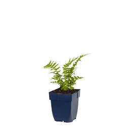 Griffioen - Matteuccia struthiopteris