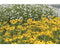 Griffioen - Rudbeckia fulgida 'American Gold Rush'