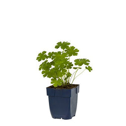 Griffioen - Geranium 'Philippe Vapelle'