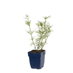 Griffioen - Coreopsis verticillata
