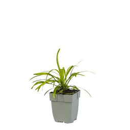Griffioen - Liriope muscari