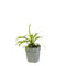 Griffioen - Liriope muscari