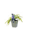 Griffioen - Liriope muscari