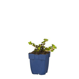 Griffioen - Sedum makinoi