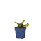 Griffioen - Sedum makinoi