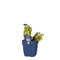 Griffioen - Sedum makinoi
