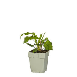 Griffioen - Persicaria ampl. 'Pink Elephant'