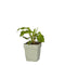 Griffioen - Persicaria ampl. 'Pink Elephant'