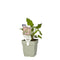 Griffioen - Persicaria ampl. 'Pink Elephant'