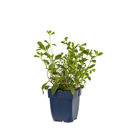 Griffioen - Saponaria ocymoides