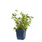 Griffioen - Saponaria ocymoides