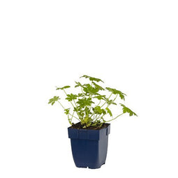 Griffioen - Geranium macr. 'Ingwersen's Variety'