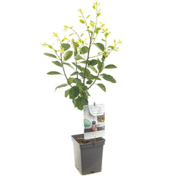 Fruithof - Prunus dom. Opal Patio
