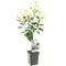 Fruithof - Prunus dom. Opal Patio