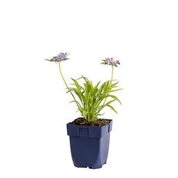 Griffioen - Scabiosa caucasica