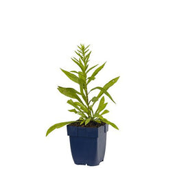 Griffioen - Solidago 'Strahlenkrone'