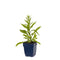 Griffioen - Solidago 'Strahlenkrone'