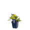Griffioen - Solidago 'Strahlenkrone'