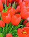 Driesprong Collection - Boeket 5 Tulpen Rood