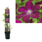 2 stuks - Van der Starre - Klimplant Clematis Rouge Cardinal 120 cm