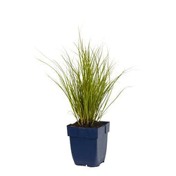 Griffioen - Carex 'Phoenix Green'