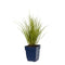 Griffioen - Carex 'Phoenix Green'