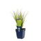 Griffioen - Carex 'Phoenix Green'