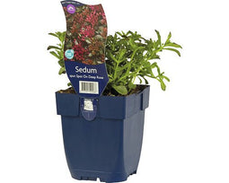 Griffioen - Sedum sp. Spot On Deep Rose
