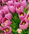 Driesprong Collection - Boeket 5 Tulpen Donkeroze