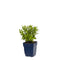 Griffioen - Lythrum sal. 'Robin'