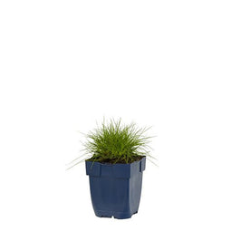 Griffioen - Festuca gautieri