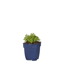 Griffioen - Sedum oreganum