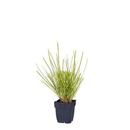 Griffioen - Sesleria autumnalis