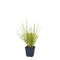 Griffioen - Sesleria autumnalis