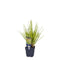 Griffioen - Sesleria autumnalis