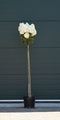Warentuin Natuurlijk - 2 stuks! Hortensia Vanille Fraise halfstam Hydrangea pan. Vanille Fraise h...