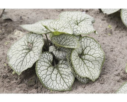 Griffioen - Brunnera macr. 'Silver Heart'